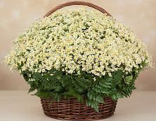 Цветочная композиция из Ромашки в корзине #REPLACE_PRED# Поселок совхоза Буденновец