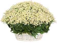 Цветочная композиция из Ромашки в корзине #REPLACE_PRED# Поселок совхоза Буденновец